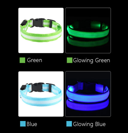 glowing dog collar