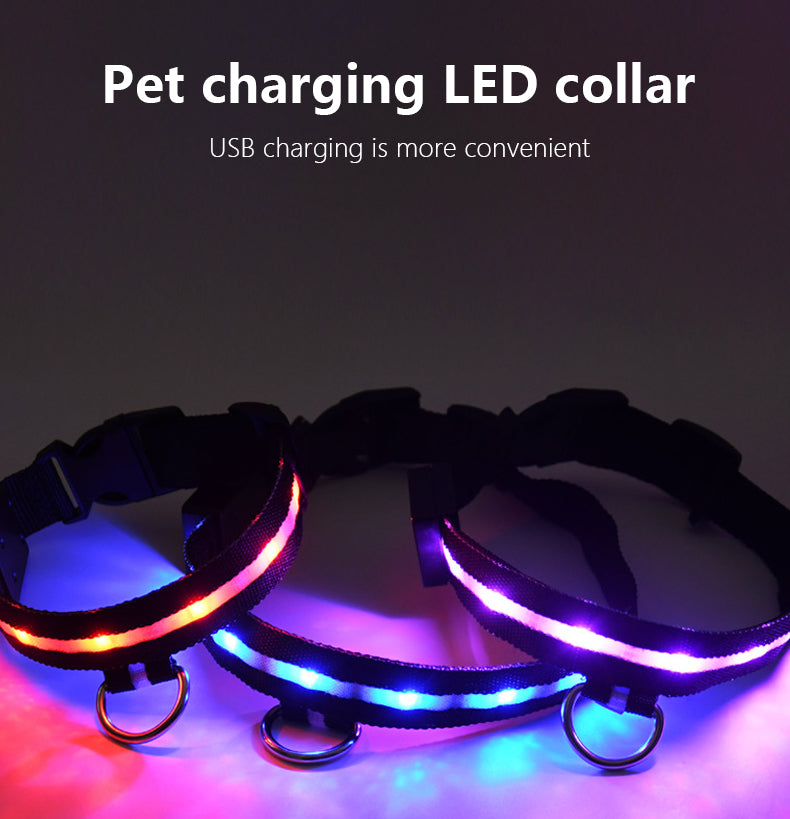 glowing dog collar