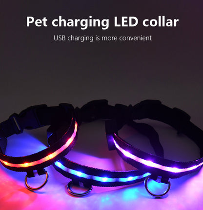 glowing dog collar