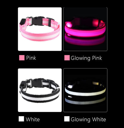 glowing dog collar